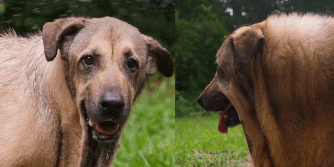 “É muita dobrinha!”: cão com pele que parece estar “derretendo” viraliza e emociona a web