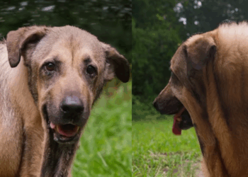 “É muita dobrinha!”: cão com pele que parece estar “derretendo” viraliza e emociona a web