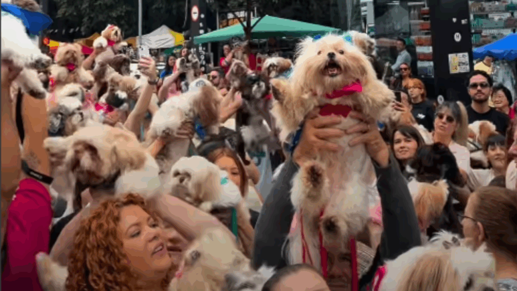 “Única aglomeração que me interessa”: Avenida Paulista é tomada por mais de mil shih-tzus em encontro histórico
