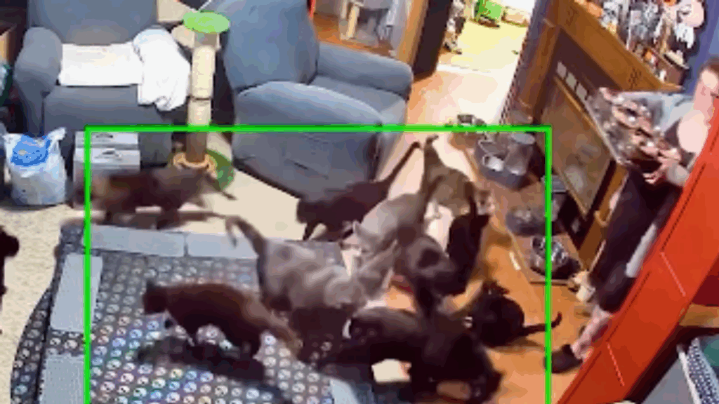 "Vida no campo e suas surpresas": homem acorda de coma com sonho de resgatar 100 gatos e encontra colônia em casa recém-comprada