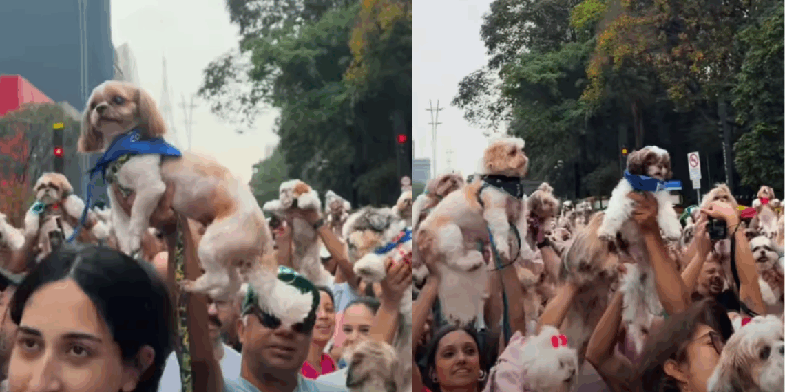 “Única aglomeração que me interessa”: Avenida Paulista é tomada por mais de mil shih-tzus em encontro histórico