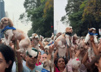 “Única aglomeração que me interessa”: Avenida Paulista é tomada por mais de mil shih-tzus em encontro histórico