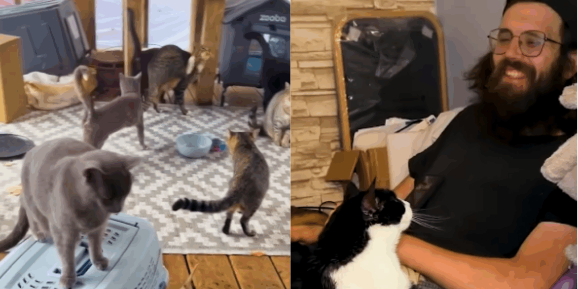 "Vida no campo e suas surpresas": homem acorda de coma com sonho de resgatar 100 gatos e encontra colônia em casa recém-comprada
