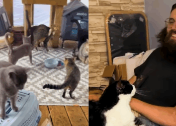 "Vida no campo e suas surpresas": homem acorda de coma com sonho de resgatar 100 gatos e encontra colônia em casa recém-comprada