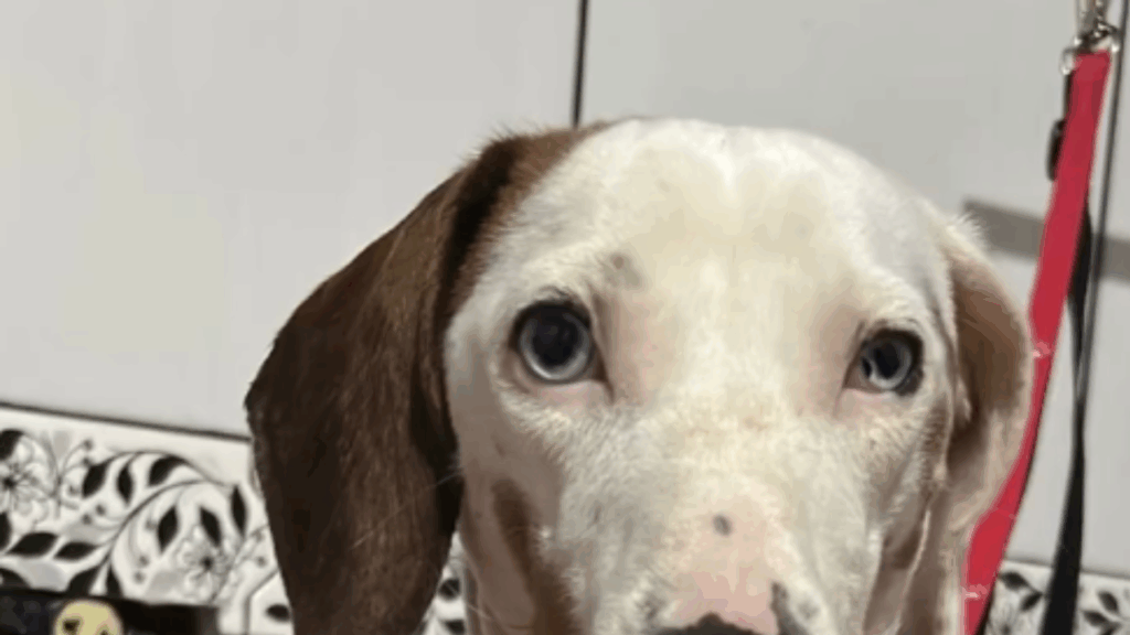 “Eles são muito inteligentes”: dachshund surdo aprende sinais para reconhecer cada pessoa da família e encanta a web