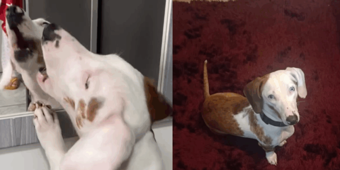 “Eles são muito inteligentes”: dachshund surdo aprende sinais para reconhecer cada pessoa da família e encanta a web