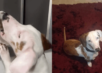 “Eles são muito inteligentes”: dachshund surdo aprende sinais para reconhecer cada pessoa da família e encanta a web