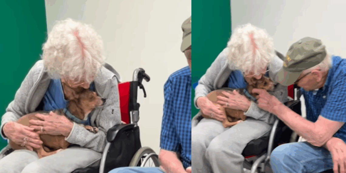 “Ela encontrou o colo certo”: cachorrinha cega é adotada por idosa de 90 anos e não quer mais sair dali
