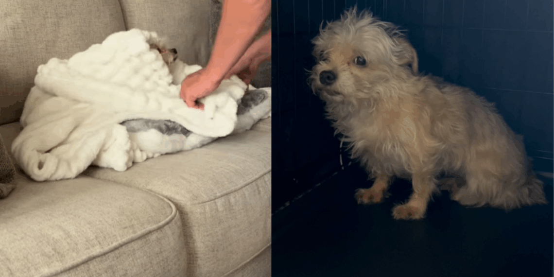 Chihuahua assustada chega presa a uma jaula e aterroriza tutores; dias depois, a reação comove a web