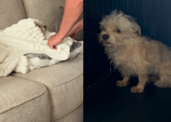Chihuahua assustada chega presa a uma jaula e aterroriza tutores; dias depois, a reação comove a web