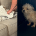 Chihuahua assustada chega presa a uma jaula e aterroriza tutores; dias depois, a reação comove a web