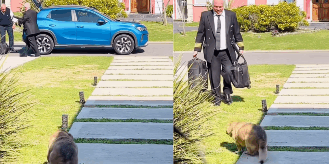 Cão de 17 anos faz esforço para receber tutor piloto após viagem; vídeo emociona internautas