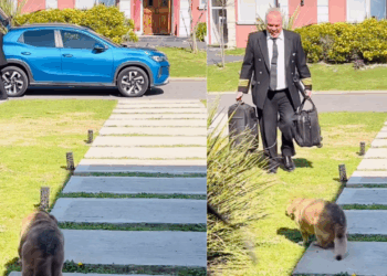 Cão de 17 anos faz esforço para receber tutor piloto após viagem; vídeo emociona internautas