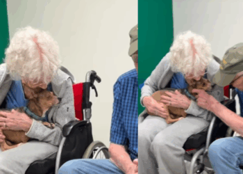 “Ela encontrou o colo certo”: cachorrinha cega é adotada por idosa de 90 anos e não quer mais sair dali