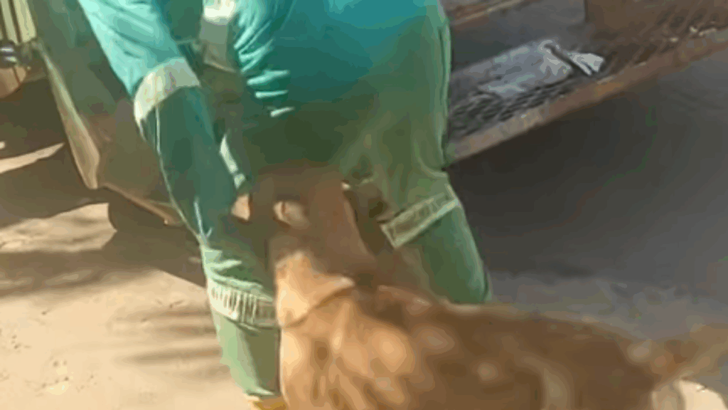 Conheça Mazzaropi, o cachorro "desajudante" de garis que viralizou na web: "Se não pode ajudar, atrapalhe"