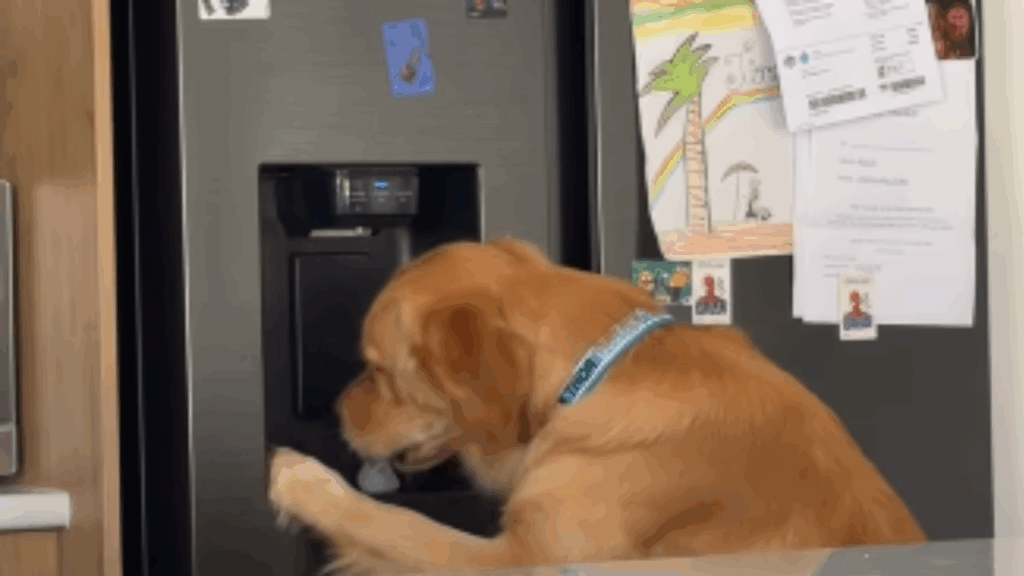 Conheça Thor, o filhote de golden que aprendeu a se servir de gelo na madrugada