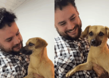 Pai resgata vira-lata caramelo em posto de gasolina e se surpreende com a primeira atitude do cão com os filhos