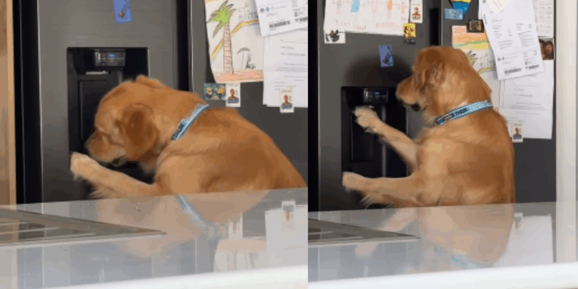 Conheça Thor, o filhote de golden que aprendeu a se servir de gelo na madrugada