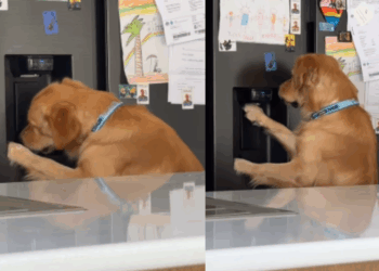 Conheça Thor, o filhote de golden que aprendeu a se servir de gelo na madrugada