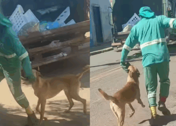 Conheça Mazzaropi, o cachorro "desajudante" de garis que viralizou na web: "Se não pode ajudar, atrapalhe"