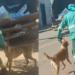 Conheça Mazzaropi, o cachorro "desajudante" de garis que viralizou na web: "Se não pode ajudar, atrapalhe"
