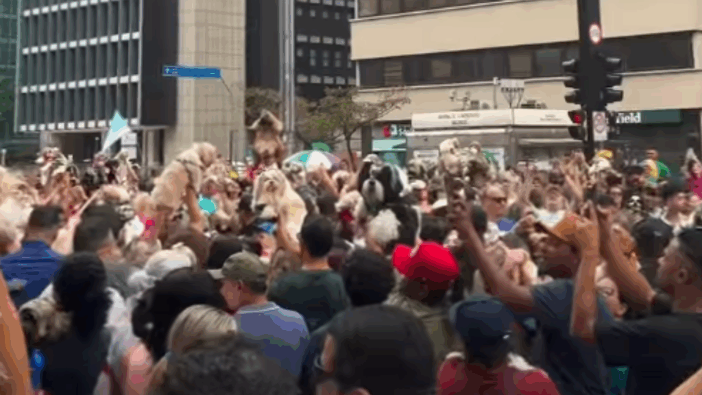 “Única aglomeração que me interessa”: mais de mil shih-tzus transformam a Avenida Paulista