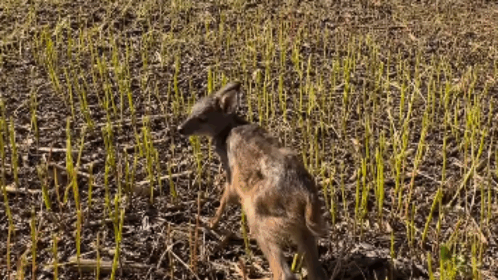 Agrônomo resgata filhote de veado em lavoura no Rio Grande do Sul e, no caminho, tem surpresa emocionante