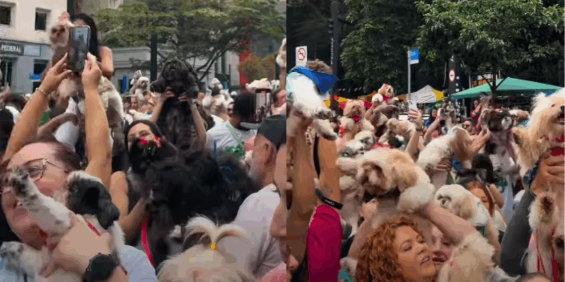 “Única aglomeração que me interessa”: mais de mil shih-tzus transformam a Avenida Paulista