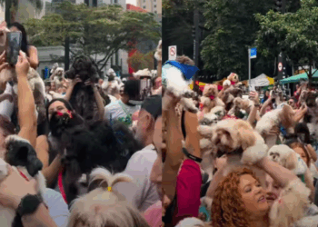 “Única aglomeração que me interessa”: mais de mil shih-tzus transformam a Avenida Paulista
