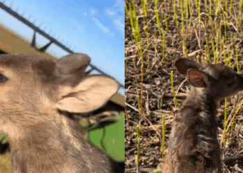 Agrônomo resgata filhote de veado em lavoura no Rio Grande do Sul e, no caminho, tem surpresa emocionante