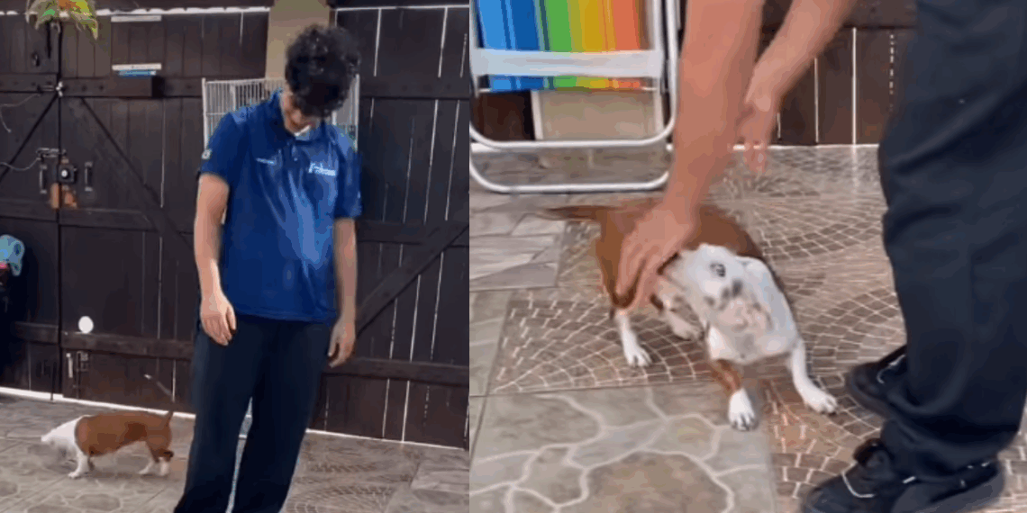 “Eles são muito inteligentes”: dachshund surdo cria linguagem própria com a família e viraliza
