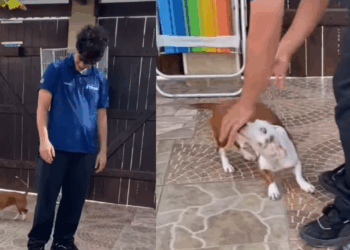 “Eles são muito inteligentes”: dachshund surdo cria linguagem própria com a família e viraliza