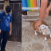 “Eles são muito inteligentes”: dachshund surdo cria linguagem própria com a família e viraliza