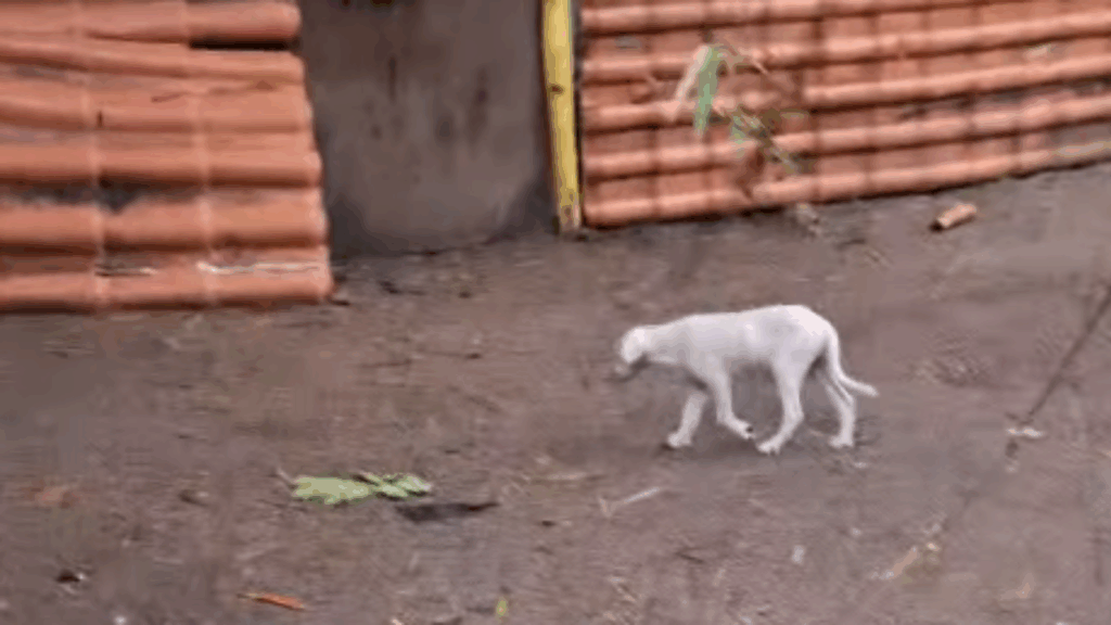 "Coitadinhos da Silva": vídeo de filhotes se escondendo do frio emociona a web