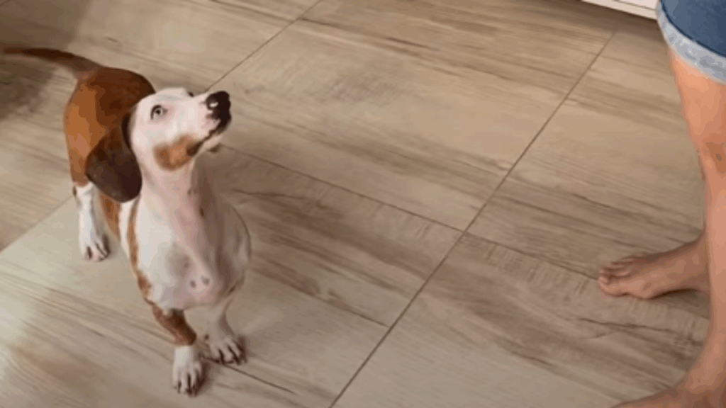 “Eles são muito inteligentes”: dachshund surdo cria linguagem própria com a família e viraliza