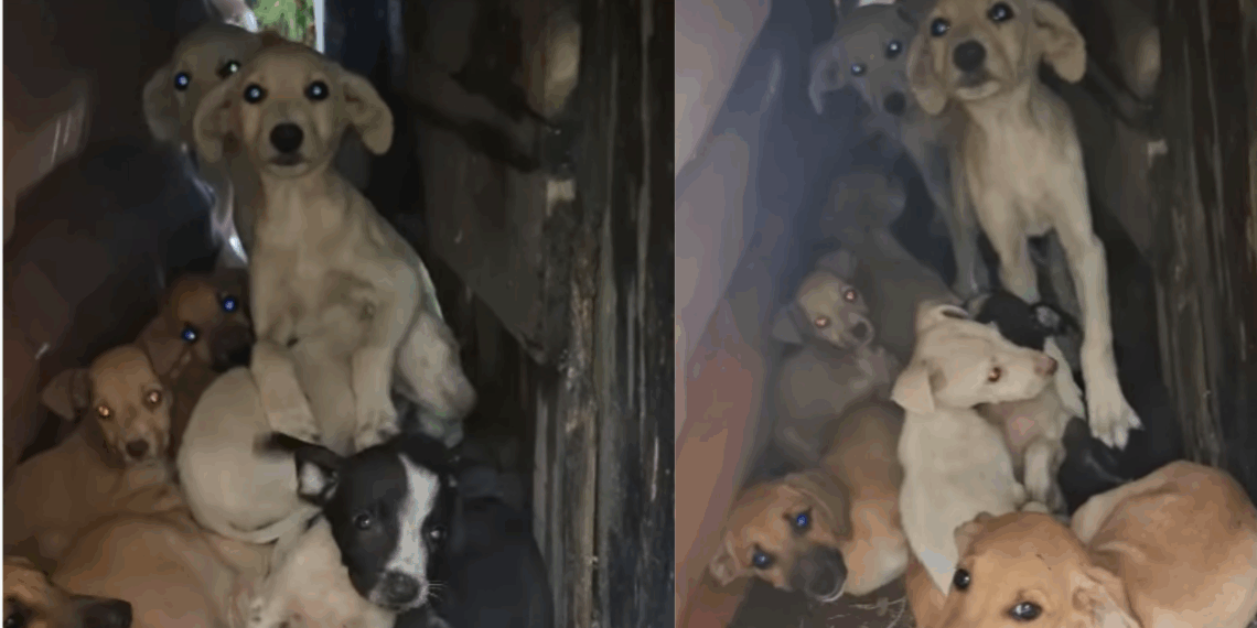 "Coitadinhos da Silva": vídeo de filhotes se escondendo do frio emociona a web