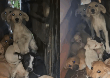 "Coitadinhos da Silva": vídeo de filhotes se escondendo do frio emociona a web