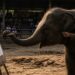 Elefante asiático jovem segurando pincel com a ponta da tromba diante de uma tela enquanto o condutor pressiona a cartilagem de sua orelha em arena turística na Tailândia
