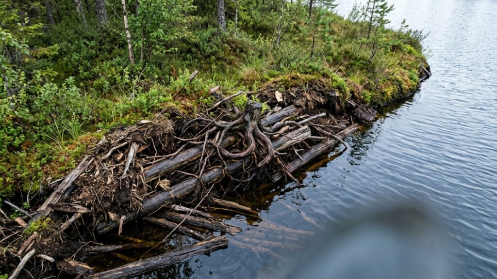 Floating_island_root_system_exposed_20260914182210-1024x576 Uma ilha coberta de árvores apareceu em um reservatório do Canadá, desapareceu e reapareceu 30 km depois: satélites confirmaram que ela estava literalmente à deriva