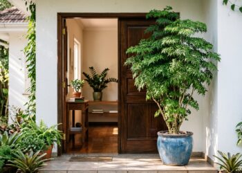 Árvore-da-felicidade em vaso ao lado da entrada de uma casa, onde a tradição a associa à prosperidade.