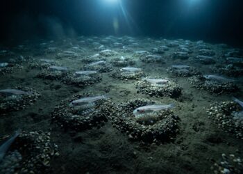 Leito marinho escuro a 500 metros de profundidade com dezenas de ninhos circulares de cascalho iluminados por holofotes e ocupados por peixes-gelo no Mar de Weddell.