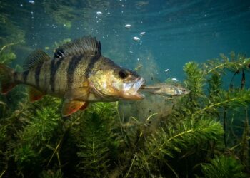 Perca-europeia com mandíbula projetada capturando pequeno peixe invasor em águas límpidas de um lago