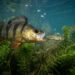 Perca-europeia com mandíbula projetada capturando pequeno peixe invasor em águas límpidas de um lago