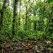 Cascas de laranja ajudaram floresta a voltar na Costa Rica