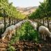 Rebanho de ovelhas pastando vegetação rasteira entre fileiras de videiras com arames elevados em vinhedo da Califórnia
