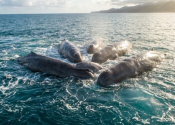 Fêmeas de cachalote agrupadas na superfície sustentando filhote recém-nascido no mar caribenho de Dominica