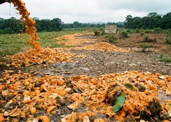 Cascas de laranja ajudaram floresta a voltar na Costa Rica