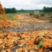 Cascas de laranja ajudaram floresta a voltar na Costa Rica