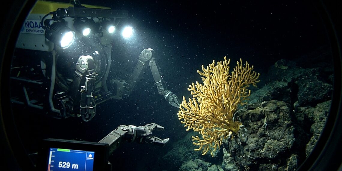 Robô submarino iluminando um coral amarelo de um metro de altura fixado em rocha vulcânica no fundo escuro do oceano Pacífico