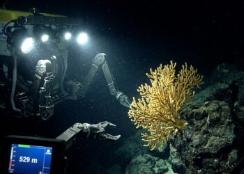 Robô submarino iluminando um coral amarelo de um metro de altura fixado em rocha vulcânica no fundo escuro do oceano Pacífico